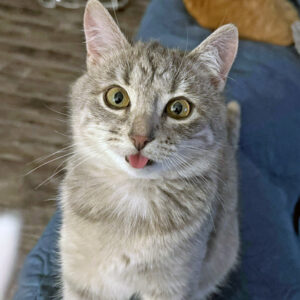 A cat