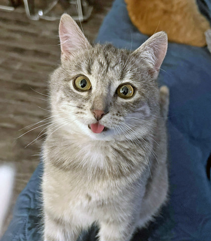 A cat